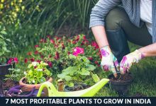 plants