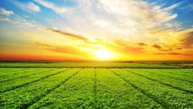 agriculture