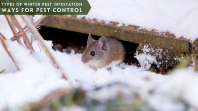 Types of Winter Pest Infestation and Ways for Pest Control