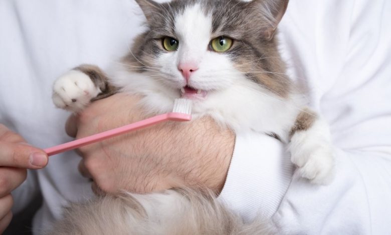 0 Cat Toothpaste Tips to Keep Your Cat's Teeth Clean and Shiny!