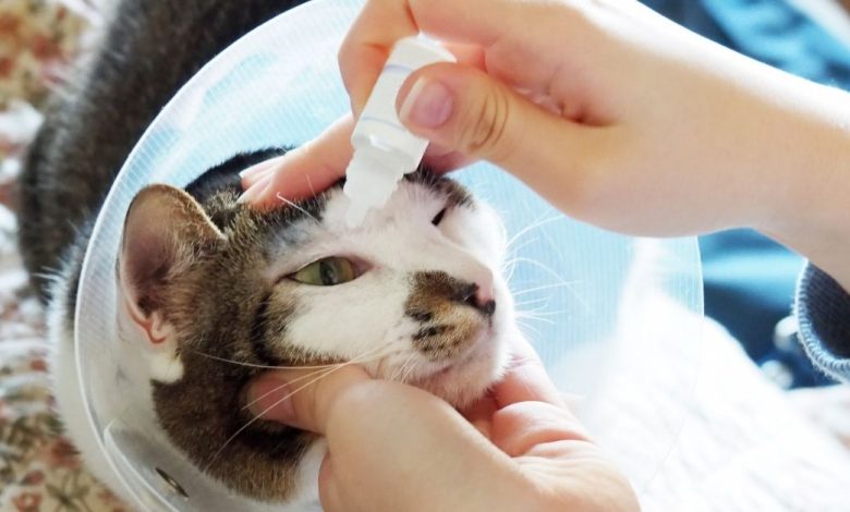 How To Make Eye Drops That Are Safe For Cats