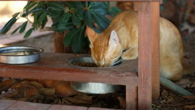 How to Make a Programmable Cat Feeder - Easy How-To Guide
