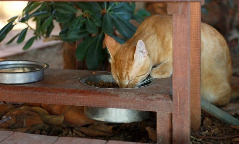 How to Make a Programmable Cat Feeder - Easy How-To Guide