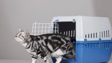 How to Properly Measure Your Cat for a Carrier