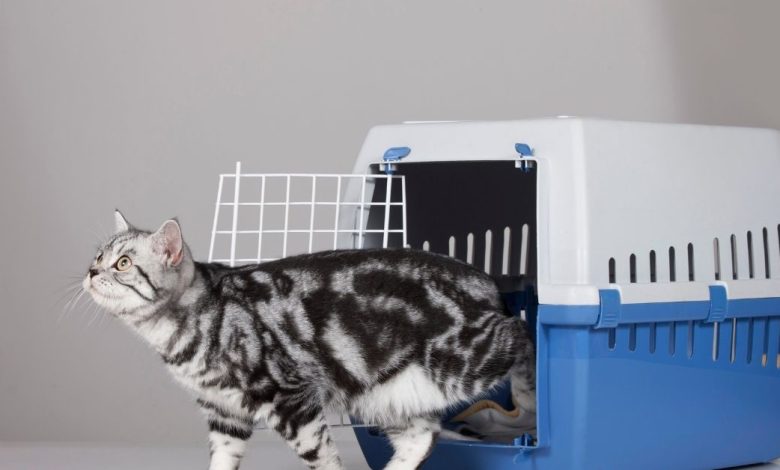 How to Properly Measure Your Cat for a Carrier