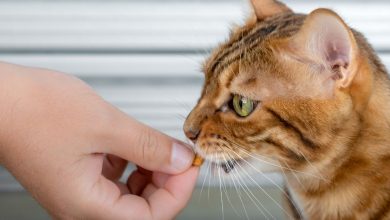 How to make cat treats with kitten ingredients: How-to's, tips, and advice