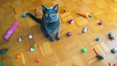 The Best Cat chew Toys for CATS!