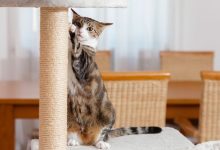 The Best Cat scratching posts for maintainability and cleanliness!