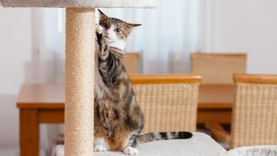 The Best Cat scratching posts for maintainability and cleanliness!