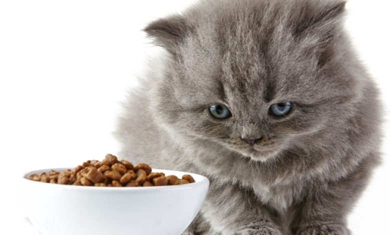 The Perfect kitty-friendly Cat Food That Don't Outdent Your Cat's Skin All Over.