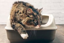 How To Choose The Right Sifting Litter Box For Your Cat