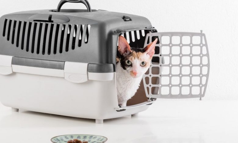 How to Choose the Best Cat Carrier