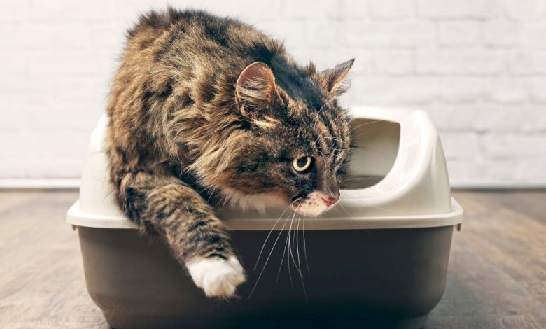How to Stop the odor from your cat's litter box