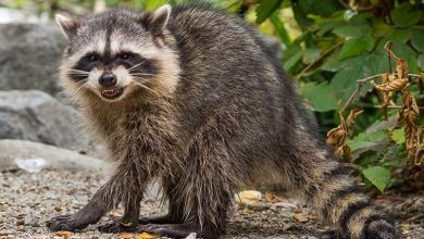 What to do with Infested Wildlife Animals: Get removal of Raccoons