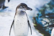 penguin