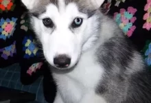 Husky Live In India
