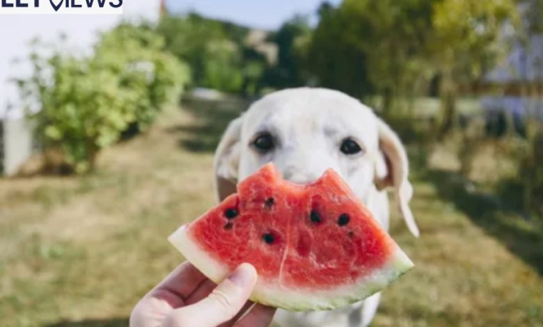 Can Dogs Eat Watermelon