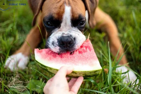 Can Dogs Eat Watermelon