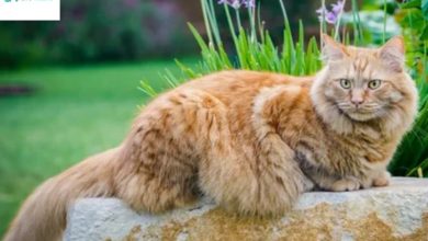 Fluffy Cat breeds